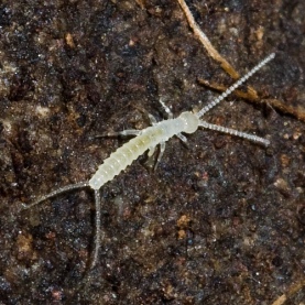 Diplurans Are Weird and Tiny